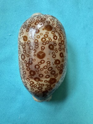 große Meeresschneke Cypraea argus, 87.8mm lang - schönes Muster