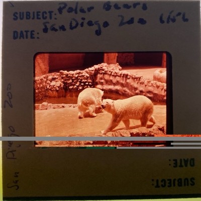 35mm Slide 1956 San Diego Zoo Polar Bears Exhibit Southern California Arctic