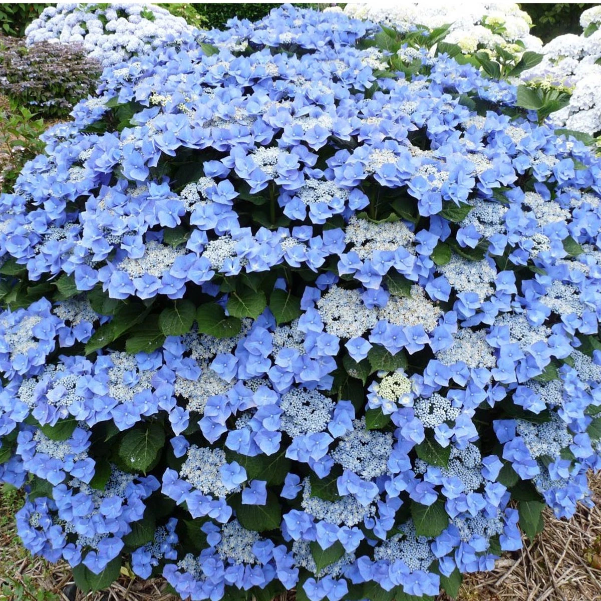 Image of Hydrangea Blaumeise in a garden