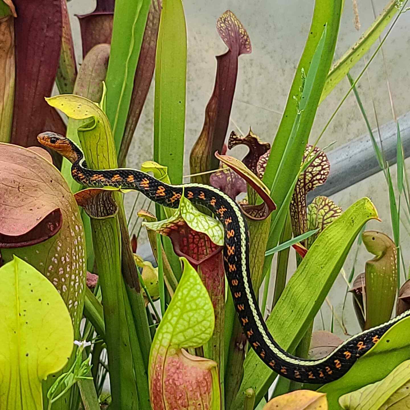 cooks carnivorous plants eBay Stores