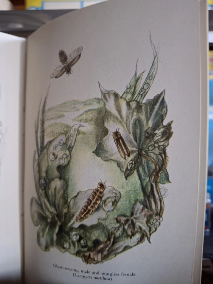 老式老式水族箱美丽池塘昆虫 1948 年一些英国甲虫 - 小册子  — 第 3/4 张图片