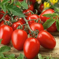 100 Roma Tomato Seeds Grow Your Own Food Made in USA