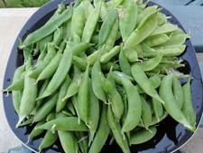 Peas  - Sugar Snap - Sugar Ann, Pisum sativum