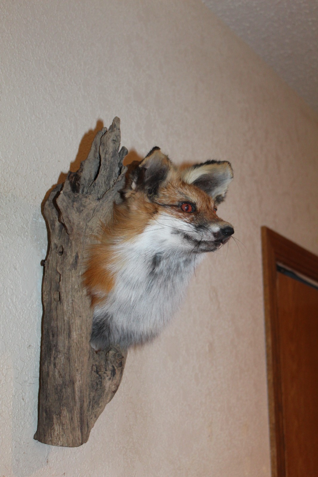 New Fox Head Mount Taxidermy Whitetail Deer Antler Mule Wolf Hunt