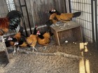 Vorwerk Bantam 6 Hatching Eggs  — photo 4