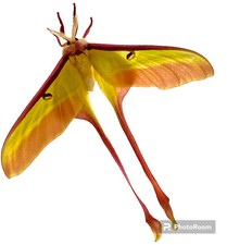Insect Butterfly Moth Saturniidae Actias dubernardi-Chinese Moon Moth-Male!