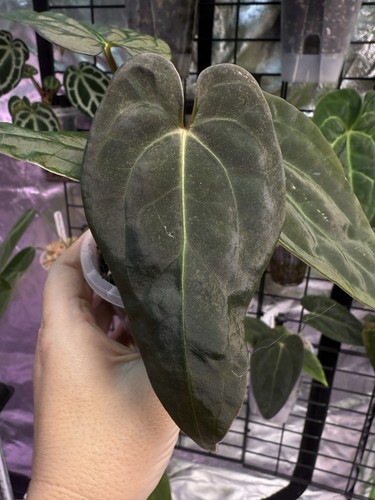 Anthurium 'Reverse Sanga' - Reverse Black Cherry × (MV × Sang) in clear 9cm pot - Picture 2 of 9