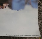 VINTAGE LITHOGRAPH WILDLIFE POSTER " FOX IN WINTER" PHOTO 1986 ALAN D. CAREY — photo 2