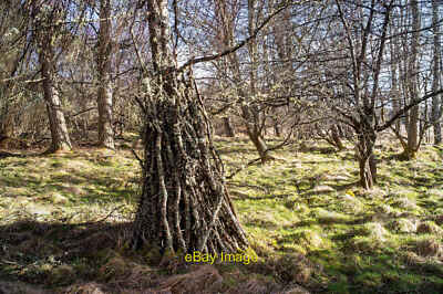 Photo 12x8 Expanding woodland edge by Culbokie Airfield Braefindon One mig c2022