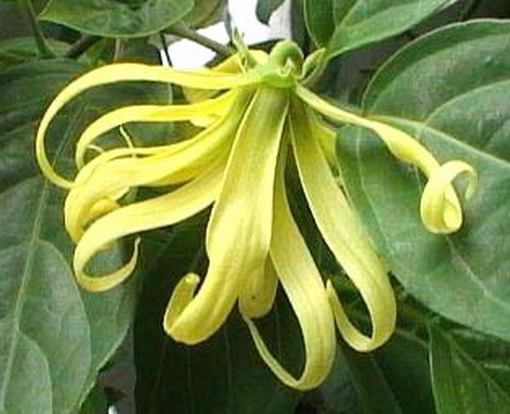Cananga odorata var. fruticosa, Dwarf Ylangylang Plant, Fragrant, Perfumed Tree eBay