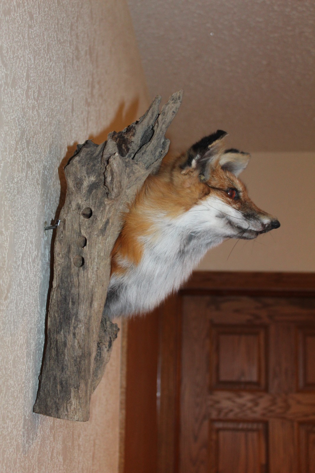 New Fox Head Mount Taxidermy Whitetail Deer Antler Mule Wolf Hunt