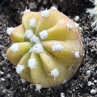 Domino Cactus - Echinopsis subdenudata 'fuzzy navel' cactus ,variegated 2  in pot | eBay