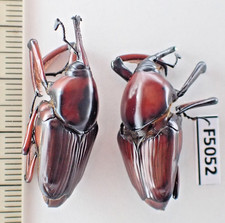 F5052. Insects, Curculionidae sp. Vietnam North