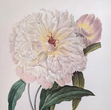 P. J. Redoute Flowers FRAGRANT PEONY Botanical Print Art Book Plate 104