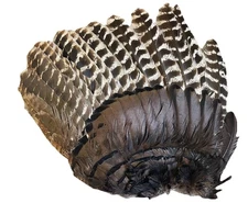 1 - Grade #2 Adult Wild Turkey Left Secondary Wing