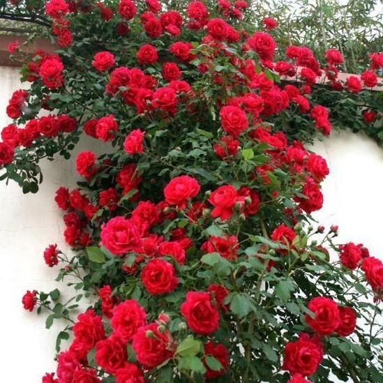 20pcs Red Climbing Rose Seeds - Rare Non-GMO Heirloom Variety for