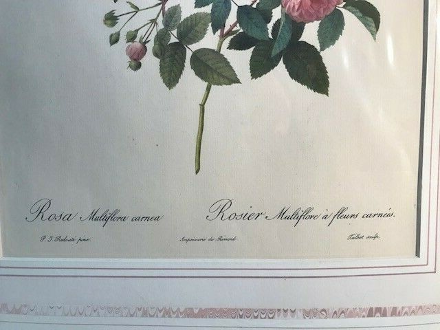 PIERRE-JOSEPH REDOUTE Rosa Multiflora Carnea Lithograph (FC32 TOP