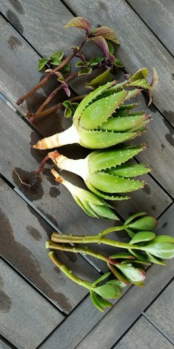 Plectranthus ‘Nico’ + Aloe perfoliata + Ovata ‘Jade’ succulent - Picture 2 of 6