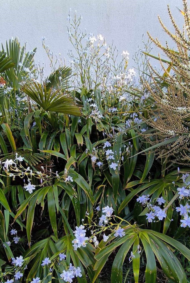 Iris confusa plante vivace feuillage persistant Iris bambou de 6L