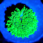 Corals of Eden ~ WYSIWYG Live Coral Frag ~ Radioactive Shroom Coral ~ LPS — photo 2