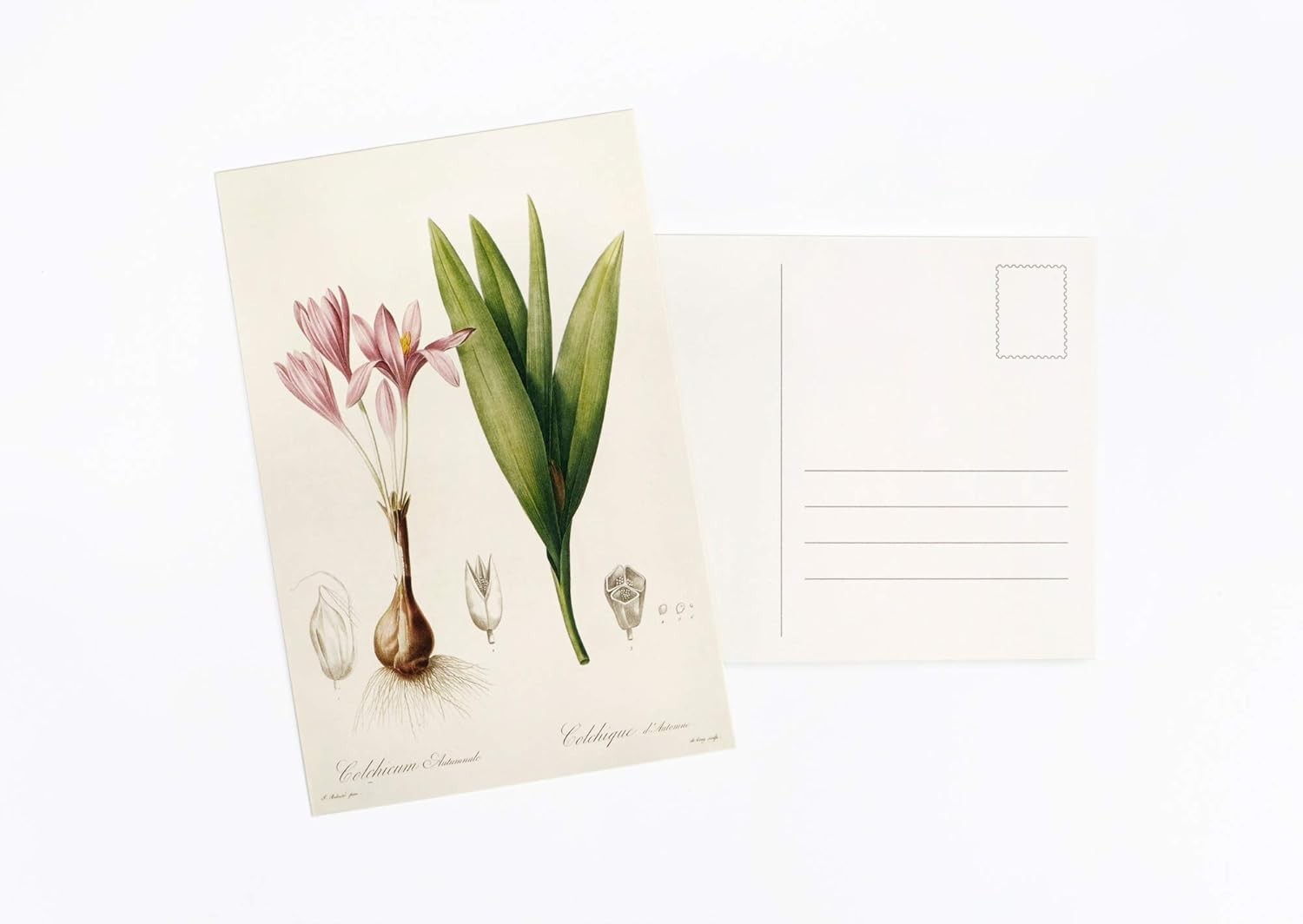 30 Unique Vintage Botanical Postcards: Semi-Gloss, High-Resolution Art Cards