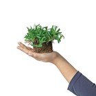 New St Augustine Seville Grass Plugs (32-Count) - Natural and Affordable Lawn