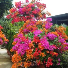 ✹1 Pack 50 Mixed Color Bougainvillea Bonsai Flower Plant Seeds Home Garden