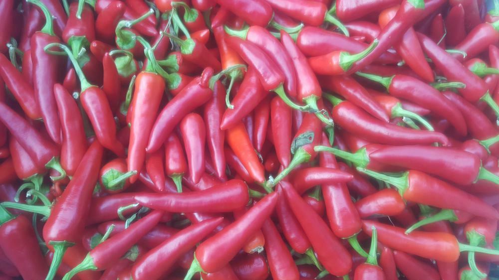 PEPPER HOT RAWIT 200 SEEDS BULK
