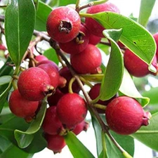 50+ Strawberry Guava Seeds for Garden Planting - USA - FREE SHIPPING!