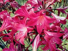 1 Amaryllis Belladonna MAGENTA red ~ Large Bulb bloomed 2021- not Hippeastrum