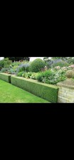10x Green Privet Hedge Plants 9cm Pots Fast Growing Privacy Hedging