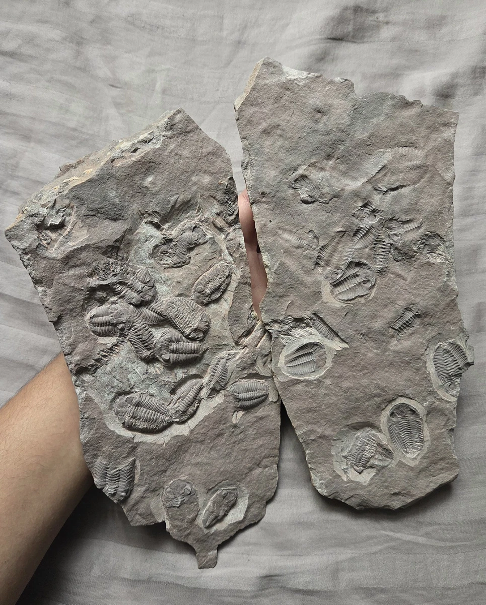 三叶虫化石| eBay
