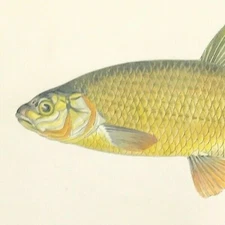 fish British Islands Fishes Ide Jonathan Couch print Original 1862