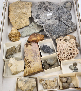 Invertebrate 30 Fossil Bulk Lot - Various Localities - Wholesale