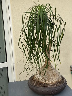 Nolina Elefantenfu Beaucarnea 100 Jahre | eBay.de