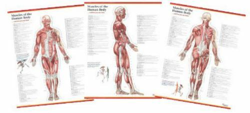 Trail Guide to the Body's Muscles of the Human Body Poster by Andrew Biel ...