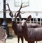 LIFE SIZE CAST ALUMINUM DEER - BUCK & DOE — photo 1