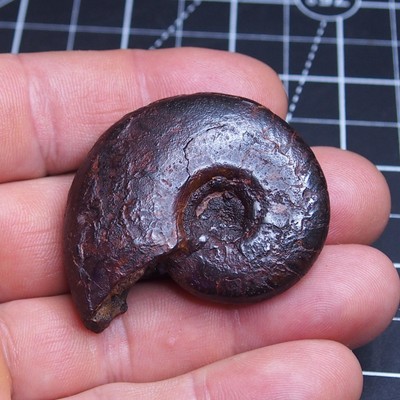 LARGE 51mm Goniatite Hematite Cymaclymenia Devonian Fossil Ammonite 014