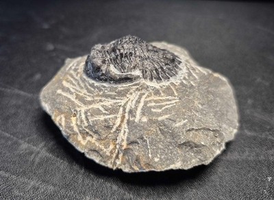 33 mm Hollardops burtandmimiae Trilobit Marokko Fossil Devon