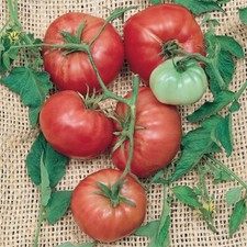Italian Tree Trip-L- Crop Tomato Seeds  Heirloom  Organic  Rare Variety