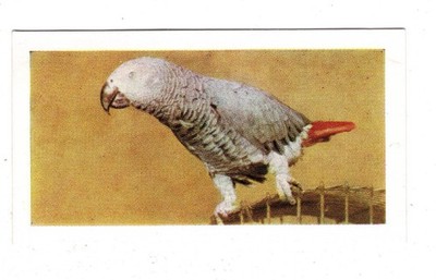 Hornimans Tea Pets Card 1960. #29 Grey Parrot Bird