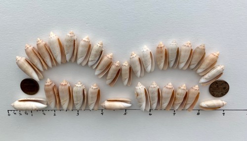 30 Olive seashells 1-1.5" beach art/crafts nautical natural polish shells #A4 US - Picture 11 of 11