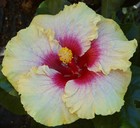 TEACHER'S HOPE Tropical Hibiscus -- Plant in 4.5" pot — photo 2