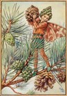 The Pine Tree Fairy : Cicely Mary Barker : Flower Fairy Art Print to Frame