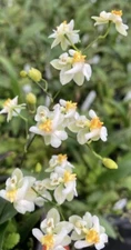Oncidium Twinkle ‘Fantasy’ Very Fragrant  Bloom Size