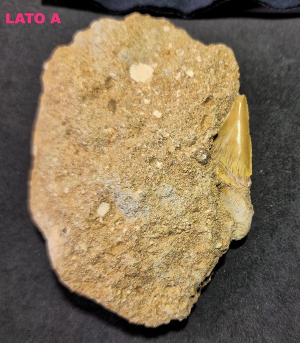 ► OTODUS OBLIQUUS CM 10.98 DENTE SQUALO FOSSILE^ SHARK TOOTH AAAA+ ◄ - Picture 2 of 3