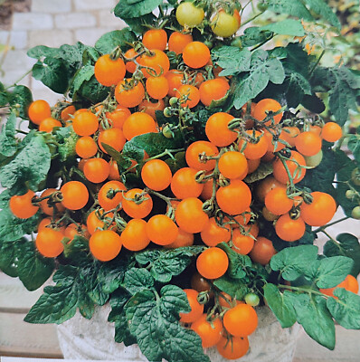 30 Samen, Tomate Venus. Produziert winzige, runde, leuchtend orange Tomaten.