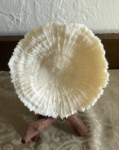 Natural Coral On Hand Carved Wooden Stand