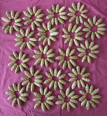 190 Lettered Olive Seashells 2 1/4  Natural Shine 6lb. 3oz. Bag Of Shells