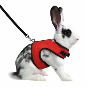 rabbit leashes and collars